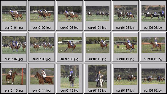horse polo photos